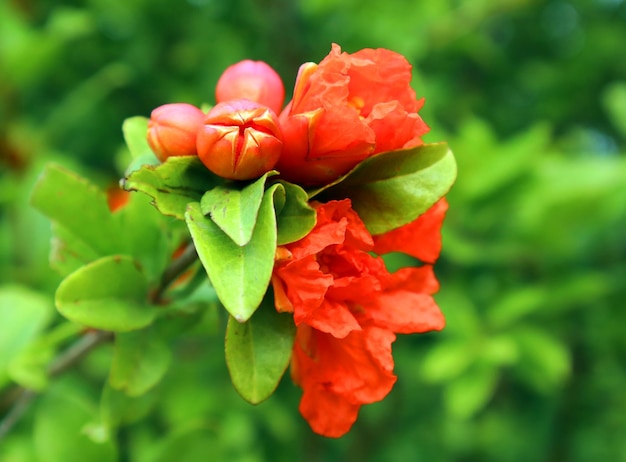 Red orange gorgeous pomegranate tree flower close-up against blue sky and green leaves Summer flower