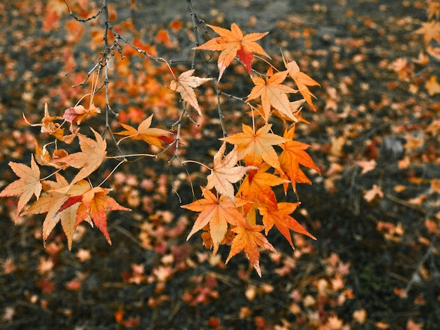 Красные и оранжевые листья на кленах
