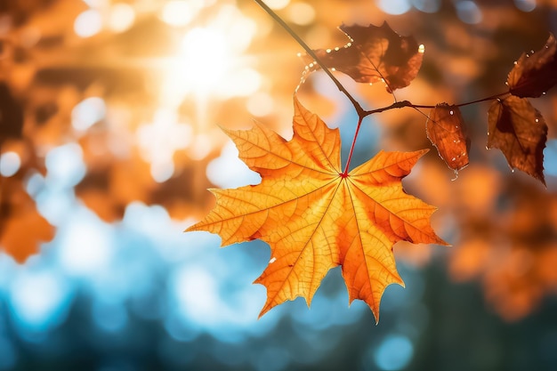 Red and orange maple leaf in autumn time on blurred background