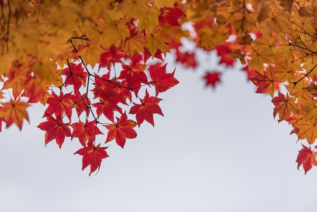 Red and orange maple leave on tree for background.