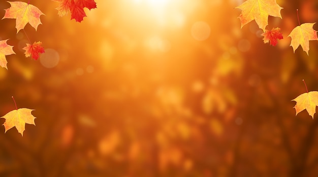 Red-orange maple leaves frame of autumn nature background with bokeh in the forest