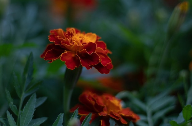 Red orange marigolds close up