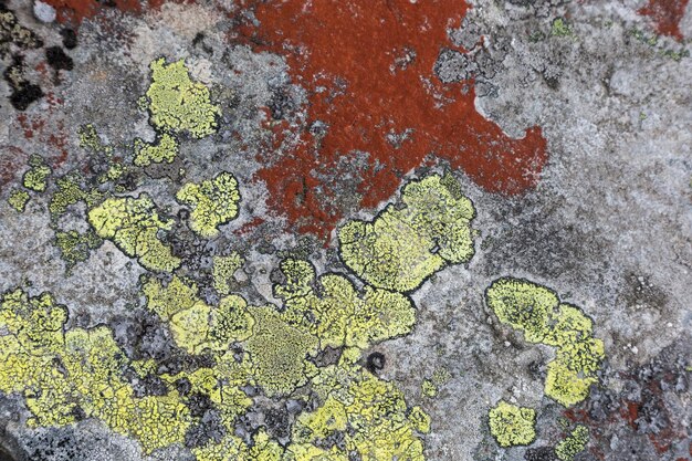 A red and orange Moss and lichen fungus on the stones in the mountains Grey and red abstract stone texture background