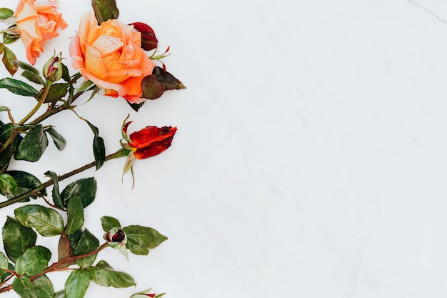 Red and orange roses on white marble background