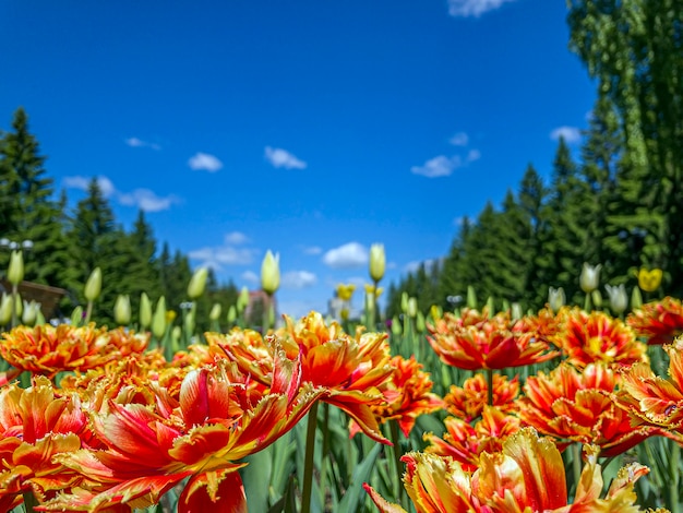 Red and orange tulip flowers on a flowerbed in the city park