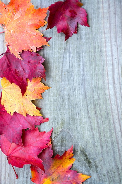 Red orange and yellow maple tree leaves on wooden background