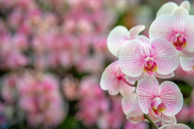 red orchid in the flower shop. copy space