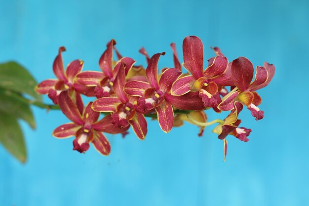 A red orchid flower with yellow and red petals and a blue background.