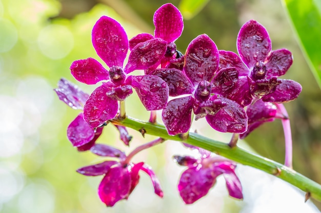 Красная орхидея, Rhynchostylis gigantea.