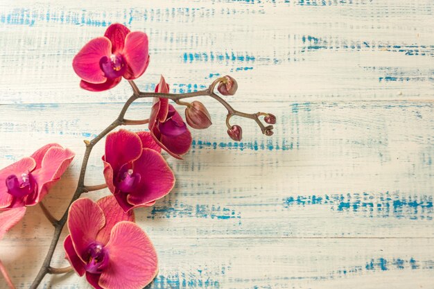 Red orchid on a wooden background