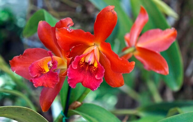 Red orchids in the greenhouse