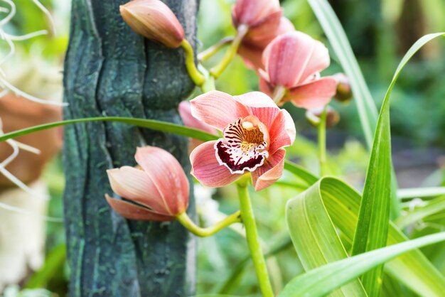 Red orchids in a wild tropical forest. Beautiful spring flowers with soft green background