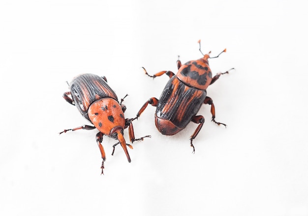 Photo red palm weevil