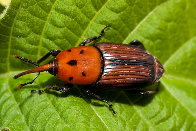 Red palm weevil