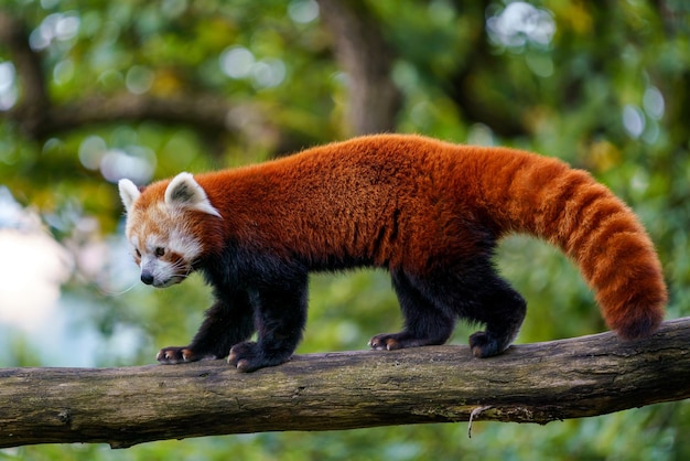 Красная панда ailurus fulgens на дереве милый медведь-панда в лесной среде  обитания | Премиум Фото