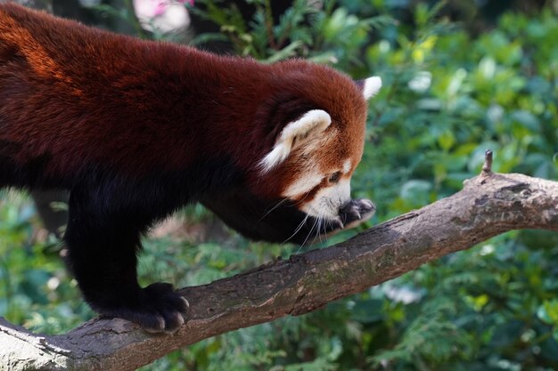 Red panda close up portrait looking at you