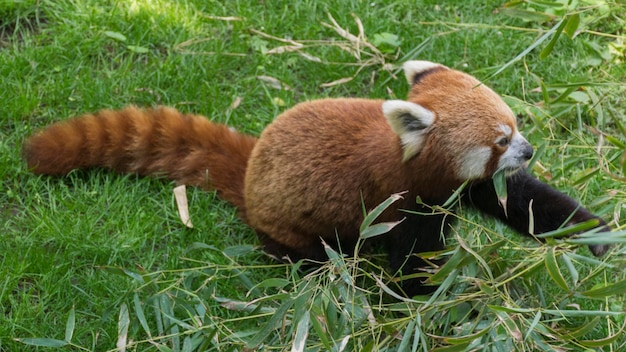 Foto panda rosso da vicino