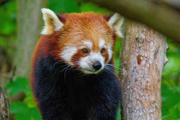 Red panda in forest Red panda lying on the tree with green leaves in the nature looking habitat