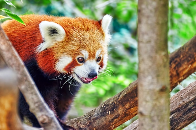 野生の自然の生息地にあるレッサーパンダ。