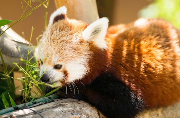 レッサーパンダは葉を近くに引っ張って餌を食べます