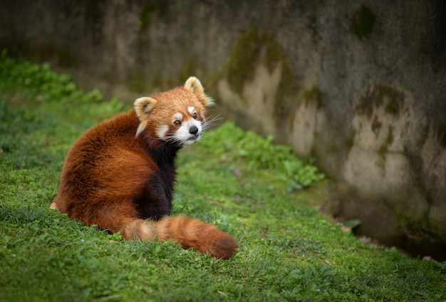 Красная панда сидит на зеленой траве