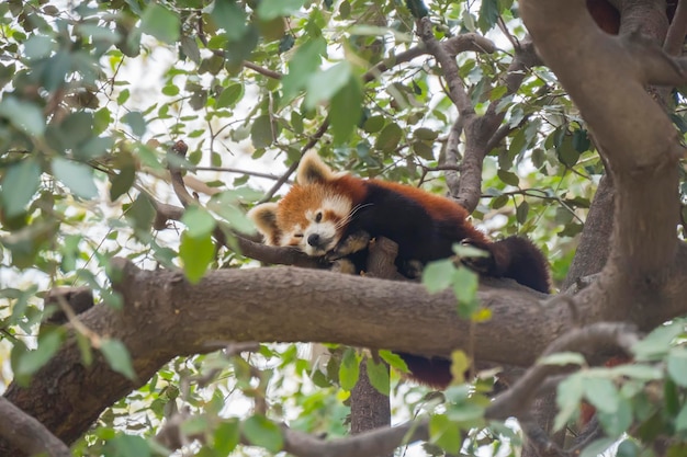 Panda rosso che dorme sui rami di un albero ailurus fulgens