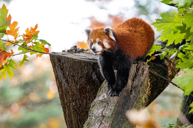 Red Panda in a Tree Red Panda On Tree Trunk In Forest Beautiful red panda