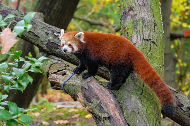 Red Panda in a Tree Red Panda On Tree Trunk In Forest Beautiful red panda