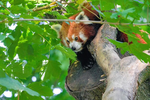 Red panda on a tree on a sunny day Red panda animal