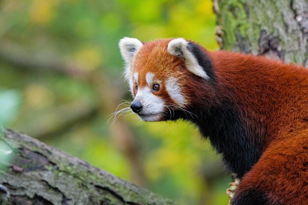 Red panda on a tree on a sunny day Red panda animal