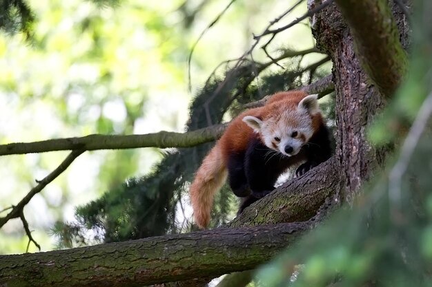 Red panda on a tree