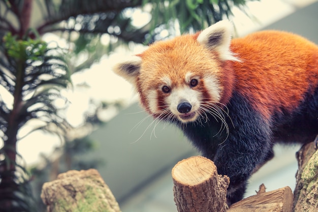 Photo red panda