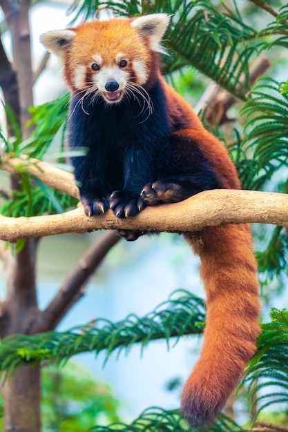 Red Panda