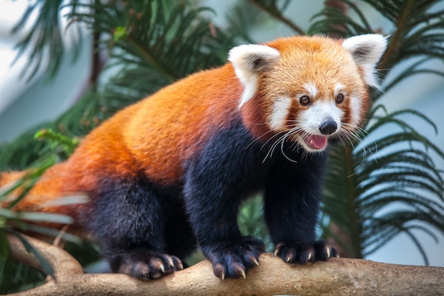 Red Panda