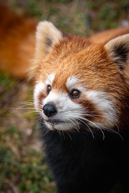 Red panda