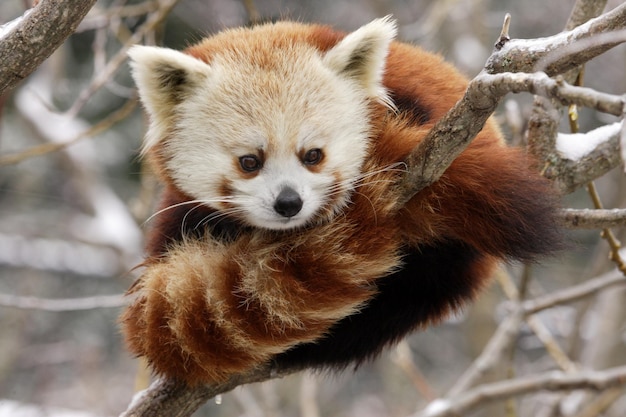 Red Panda