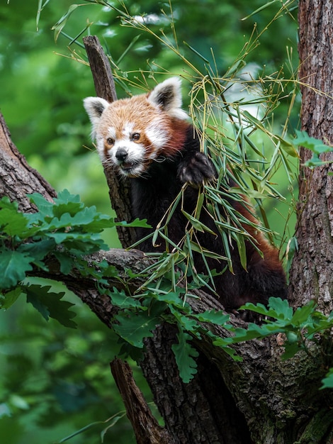 Red panda