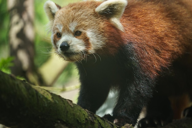 Red panda