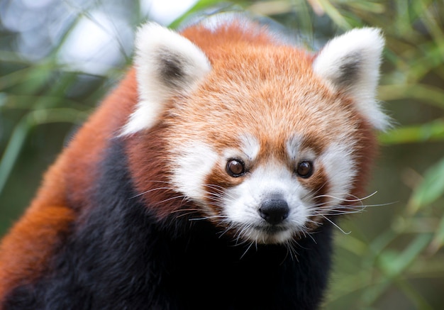 red panda