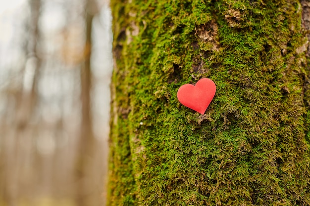 Photo red paper heart on a tree