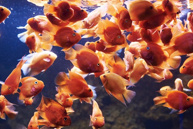 Red parrot cichlid Underwater close up view of tropical fishes Life in ocean