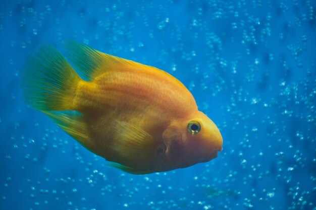 赤いオウムの魚の青い背景