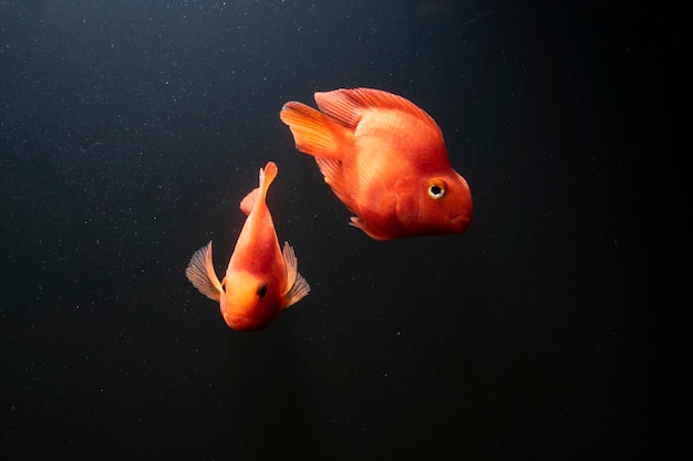 Red parrot fish swimming underwater