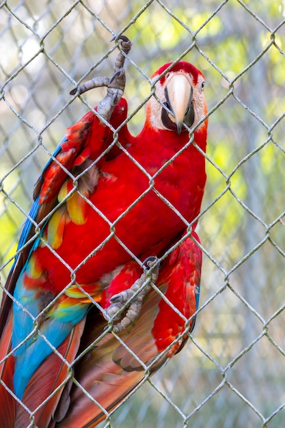 マナウス動物園ブラジルで飼育下に住んでいる赤いオウム ゴールド コンゴウインコ