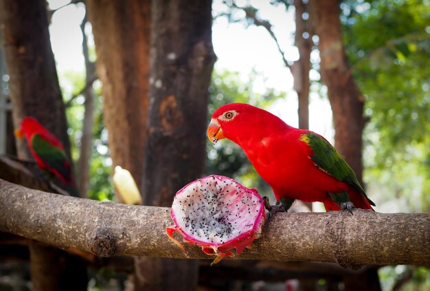 A red parrot perched on a branch to eat.