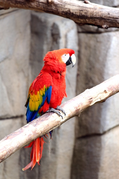 動物園の赤いオウム