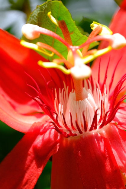 赤いパッションフラワー。香る花。パシフローラ・ヴィティフォリア。つる観葉植物。自然の背景。