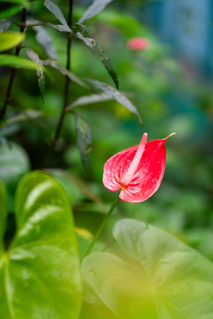 写真 レッド・ピース・リリーの花が庭に立っています