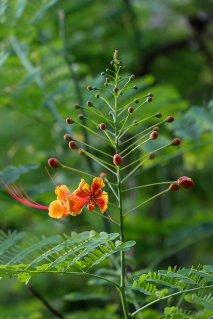 Red peacock flower closeup view with small flower bud Beautiful red flower in a garden with green leaves Caesalpinia pulcherrima flower bud closeup shot with a blurry background