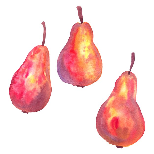 Red pears. Hand drawn watercolor illustration. Isolated.